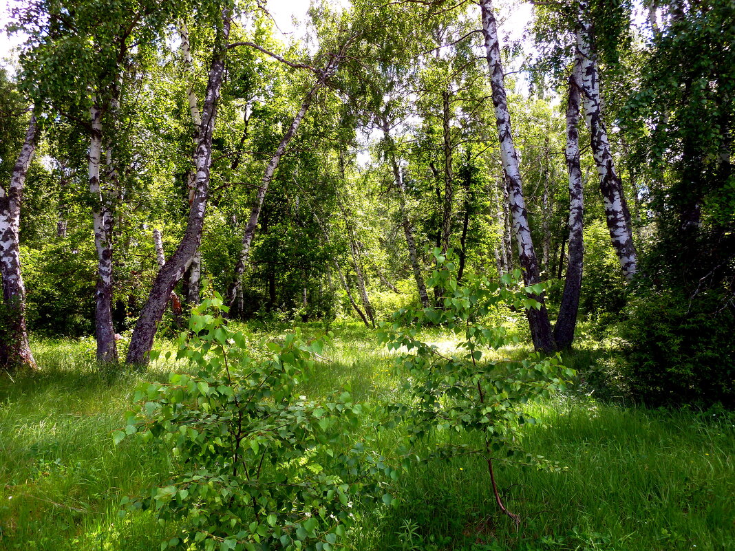 Березы, освещенные солнцем - Лидия Бараблина