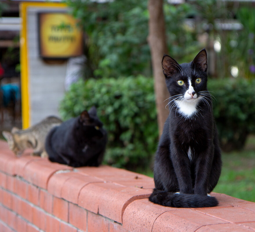 Кошка в Турции , не просто кошка! - Андрей Дурапов