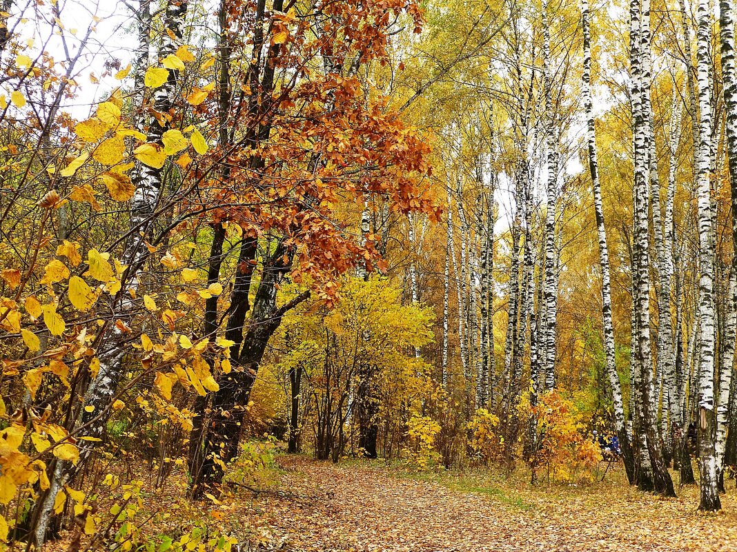 В осеннем лесу - Лидия Бусурина