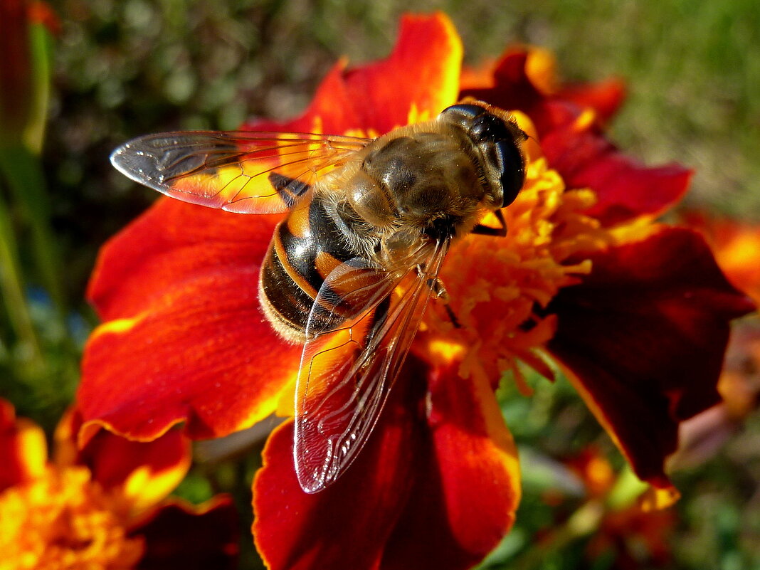 Макро пчеловидки на бархотке - Лидия Бараблина