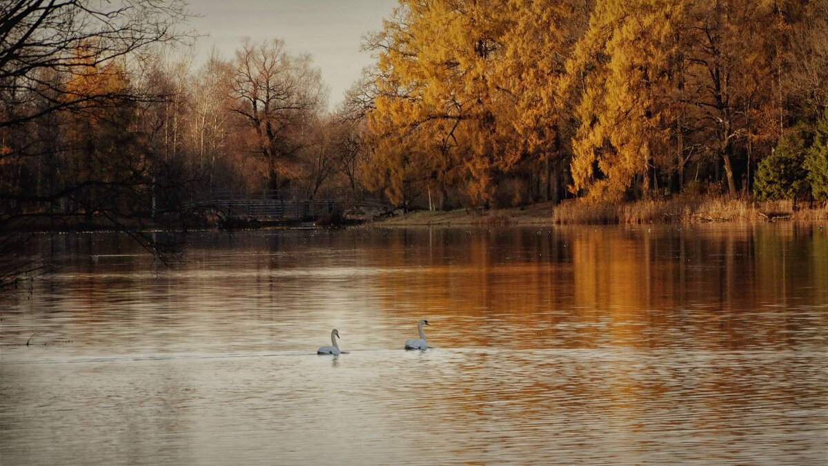 Осенний  пейзаж... - Elena Ророva