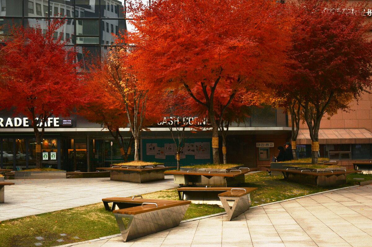 Осень в Сеуле - Наталья Покацкая