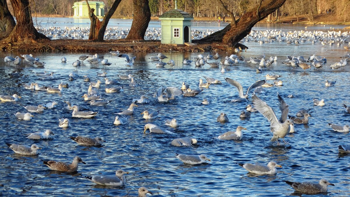 Птицы на озере... - Elena Ророva