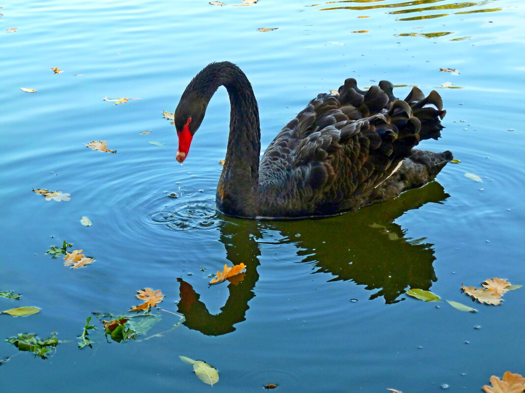Черный лебедь на осеннем пруду с листьями и отражением... - Лидия Бараблина