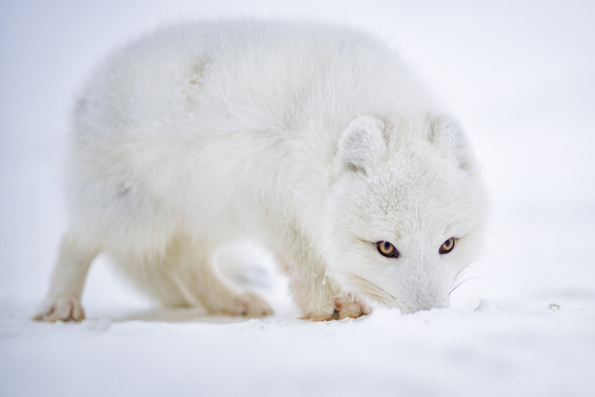 полярная лисица - Александр Купцов
