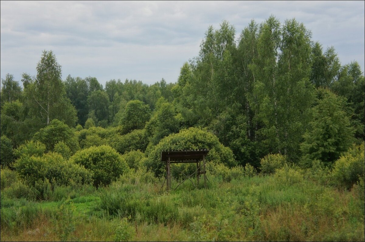 Лесной пейзаж с кормушкой... - марк 