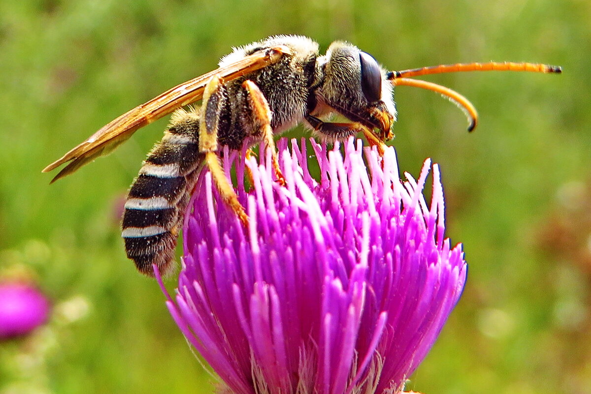 Пчела галикт   .Halictus leucaheneus arenosus - vodonos241 