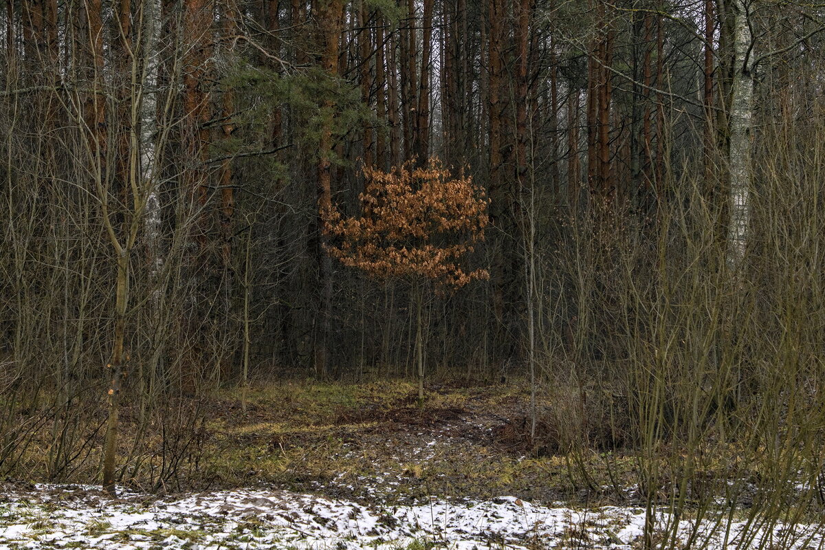 В сумраке леса. - Анатолий. Chesnavik.