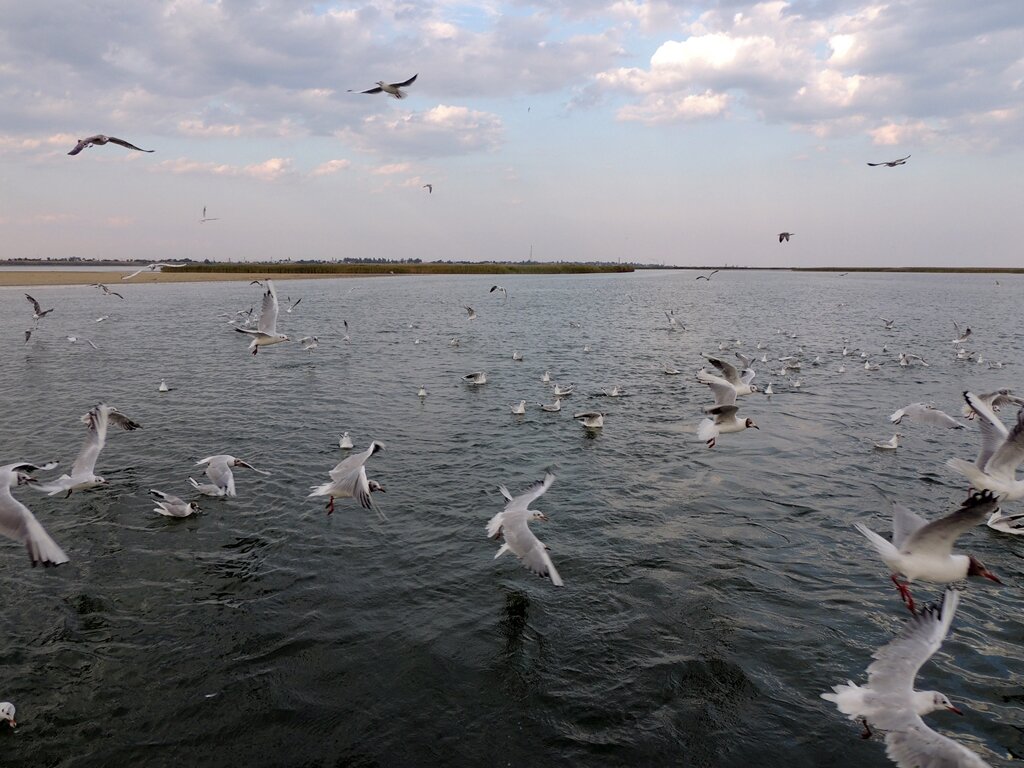 Геническ - Роман Савоцкий