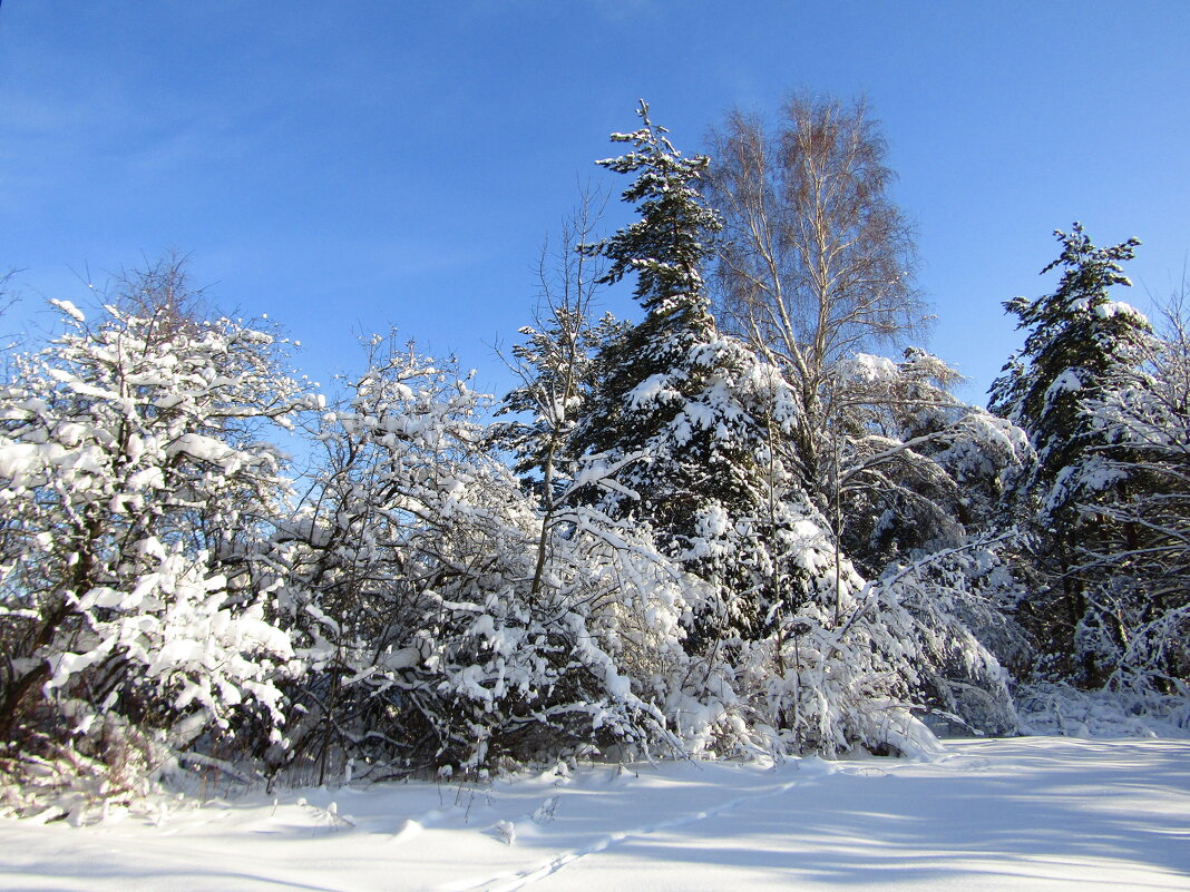 Зима в лесу - Андрей Снегерёв