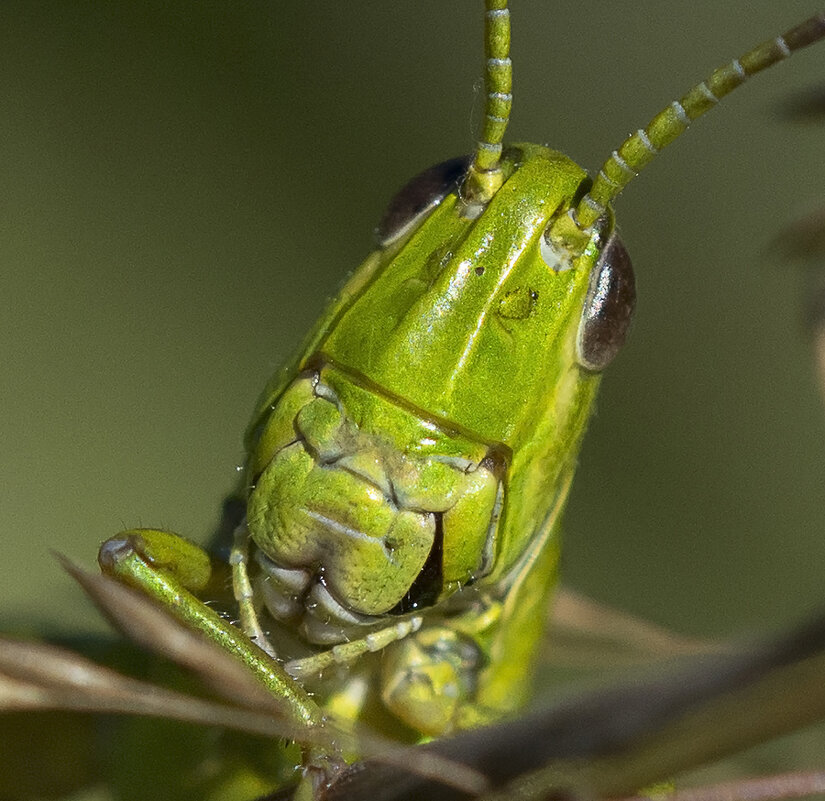 ... - civettina ...