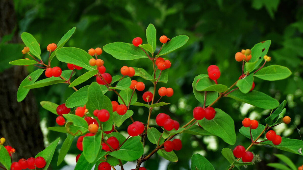 Жимолость Татарская grandiflora