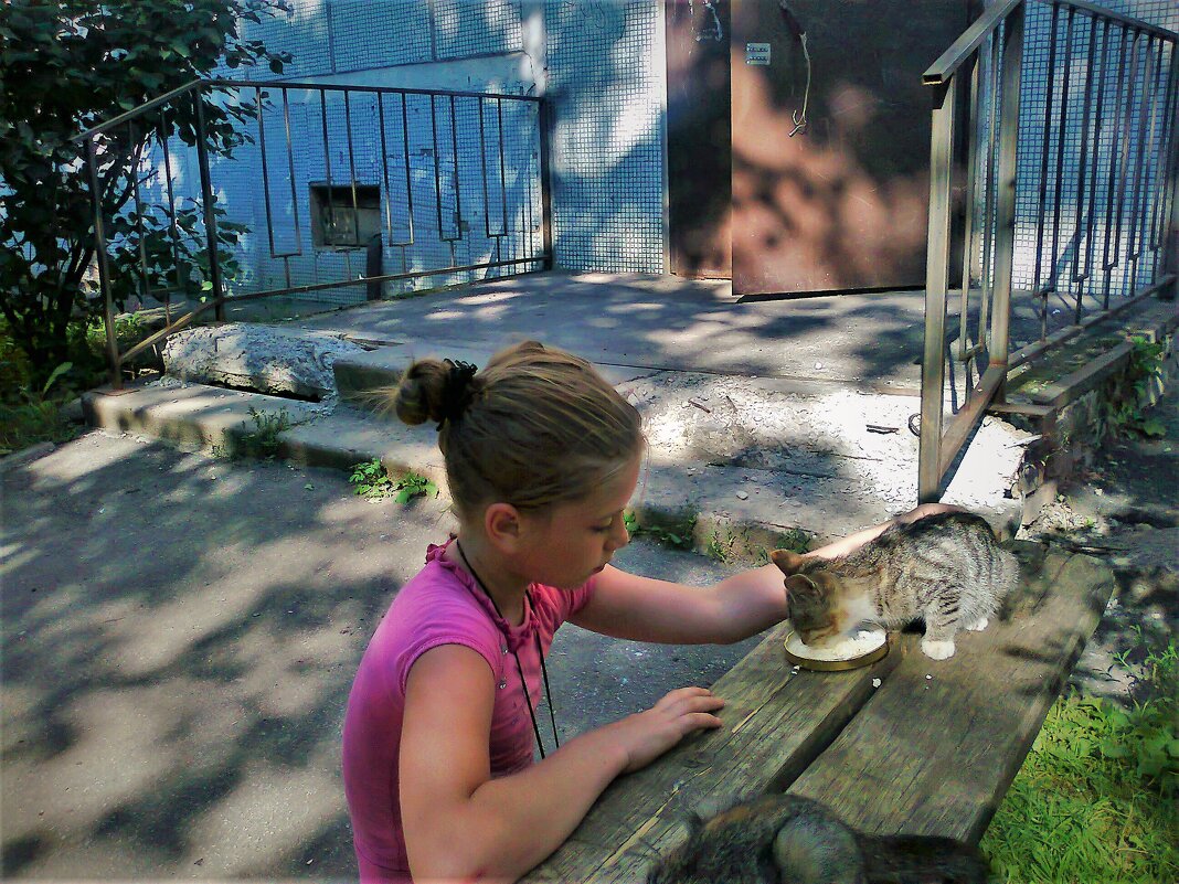 Обед бездомных кошек - Вячеслав Маслов