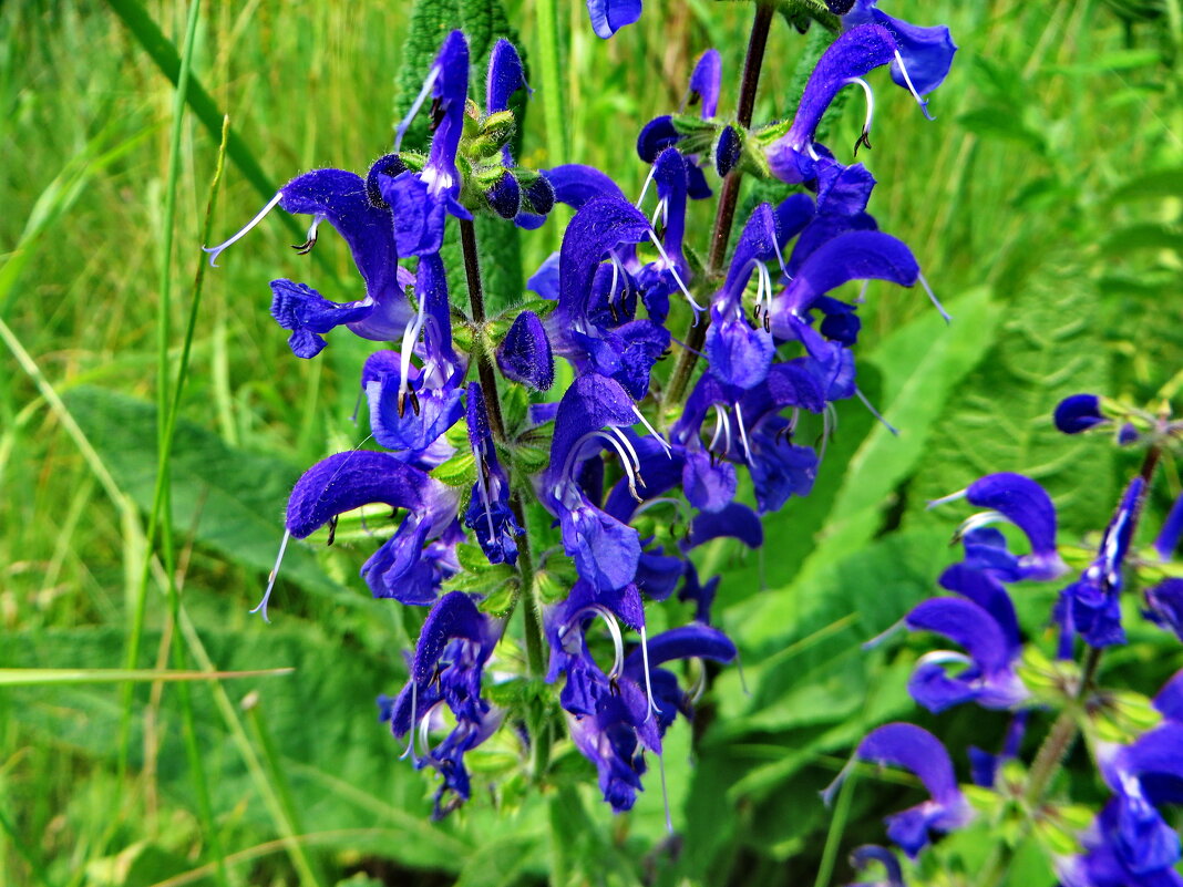 Шалфей луговой (лат. Salvia pratensis) - vodonos241 