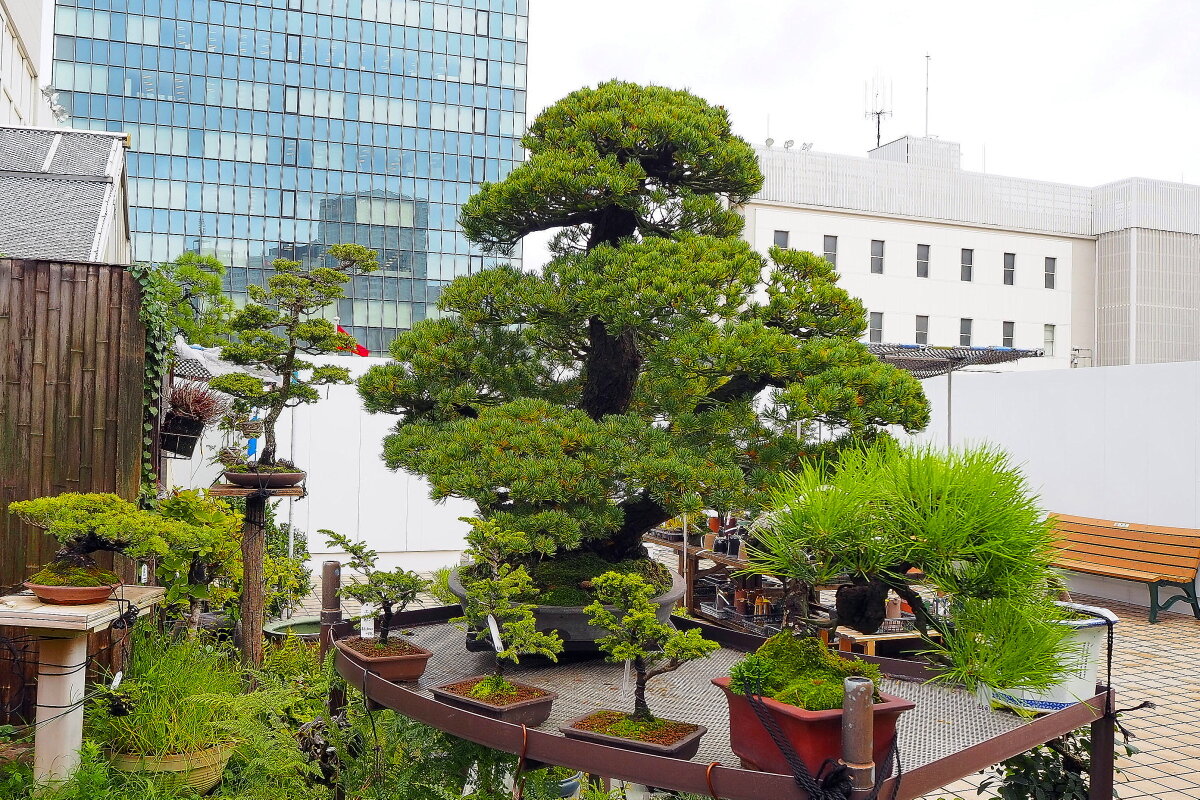 Бонcай на крышe известного универмага в Токио - wea *