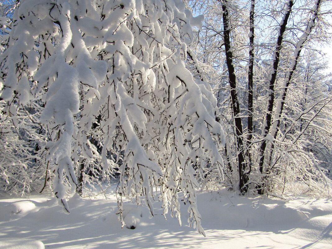 Под тяжестью снега - Андрей Снегерёв