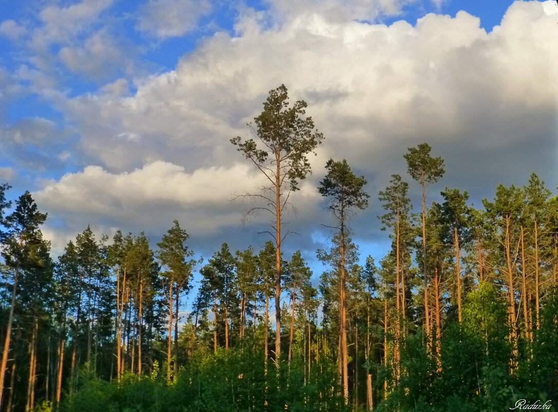 Вспомнилось лето - Raduzka (Надежда Веркина)