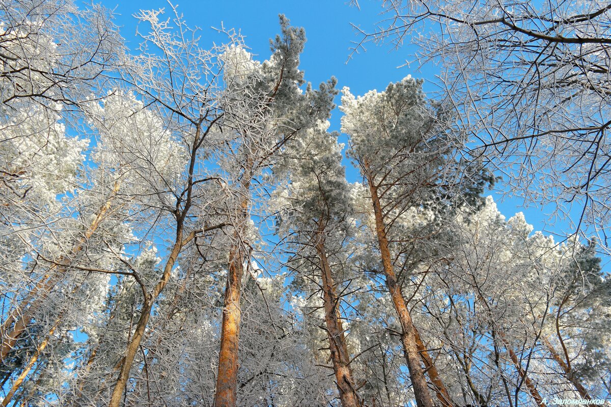 В лесу декабрьском... - Андрей Заломленков