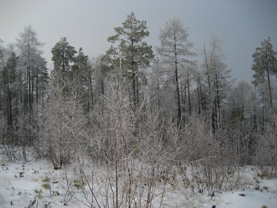 Снежный лес - Anna Ivanova