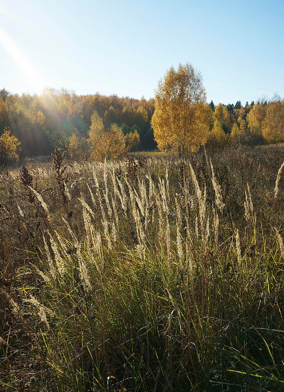 Осень в долине Протвы - Сергей Курников