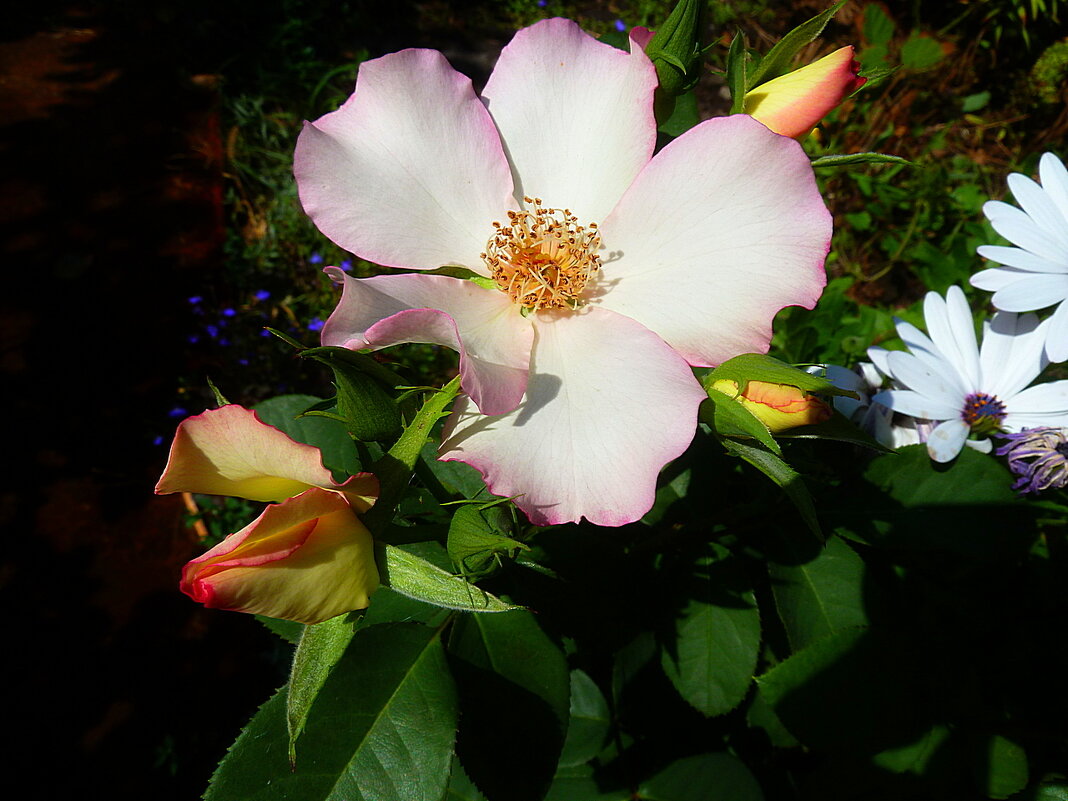 Итальянская роза Лиола - новинка в наших садах - Лидия Бараблина