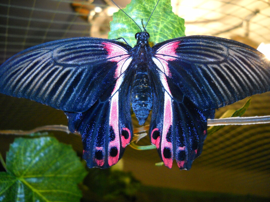 Тропическая бабочка - Victoria 