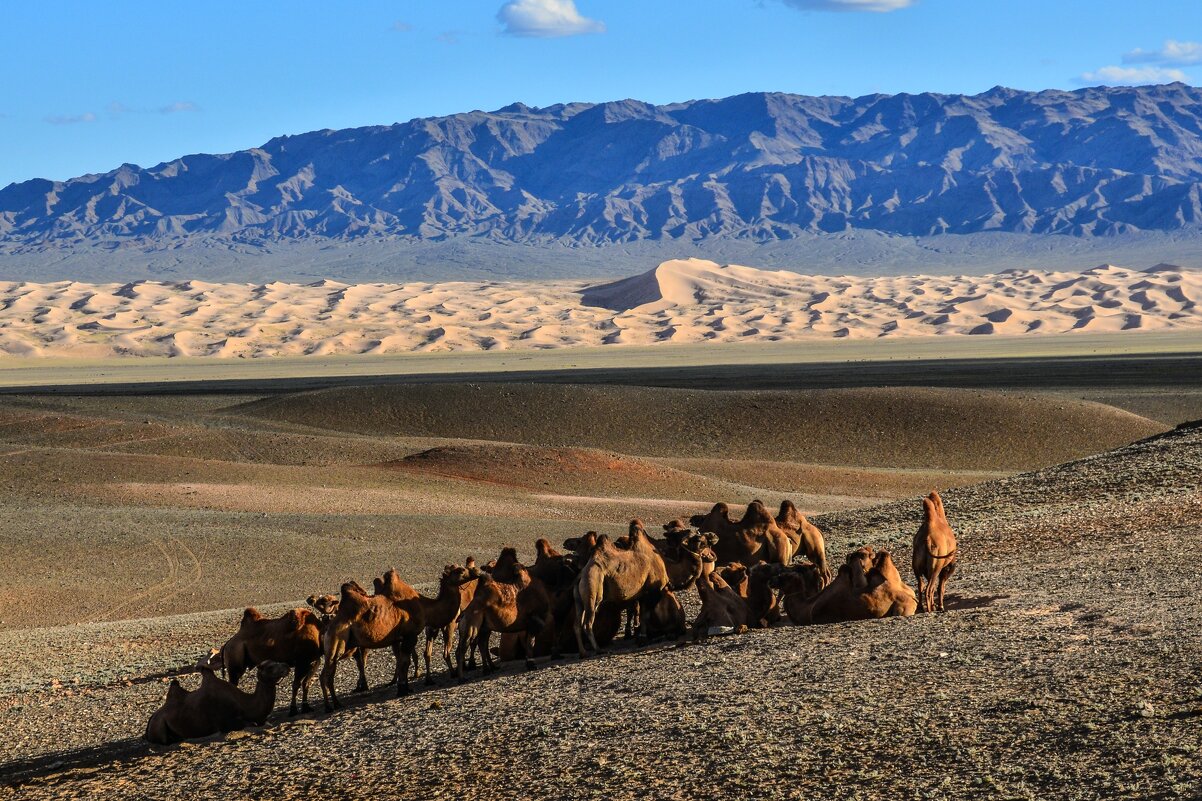 В пустыни Гоби больше животных чем население - Георгий А
