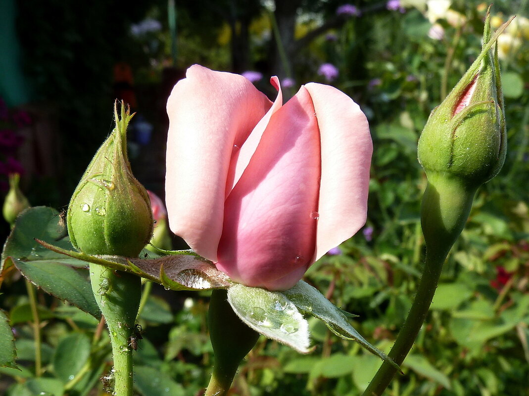 Макро розы с бутонами и каплями - Лидия Бараблина