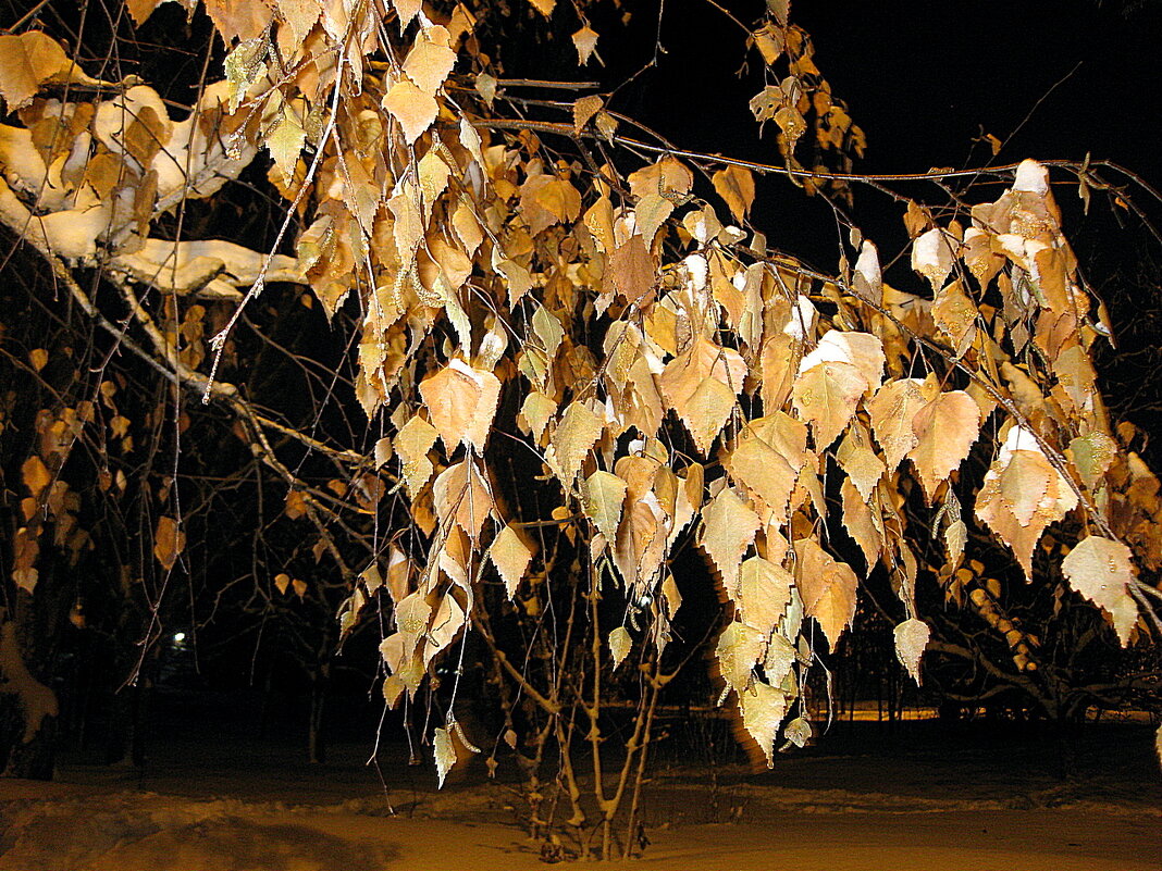 Зимняя ветка березы с запоздалой листвой - Лидия Бараблина