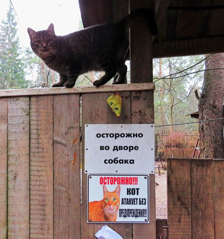 Готов к атаке! - Андрей Снегерёв