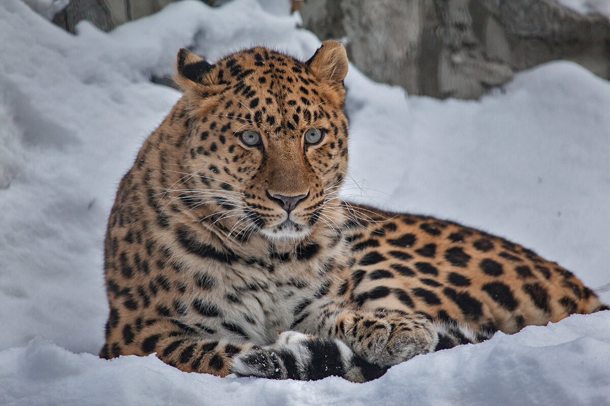 Леопард - Владимир Габов