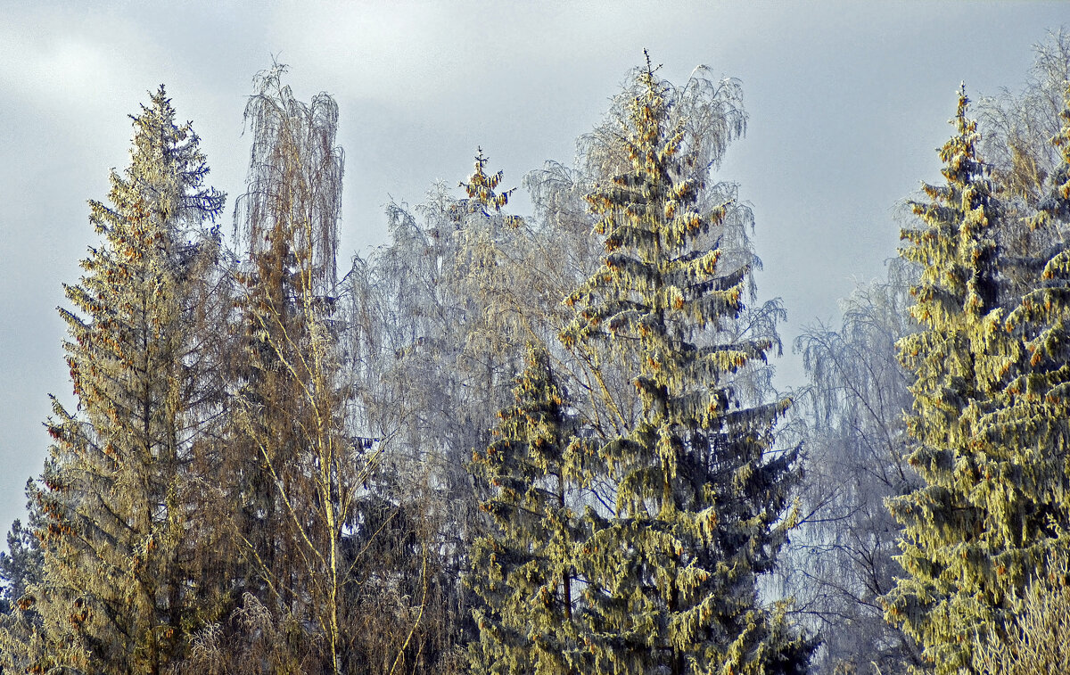 В зимнем серебре - Нина Синица