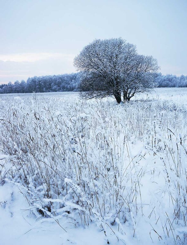 Начало зимы в долине Протвы - Сергей Курников