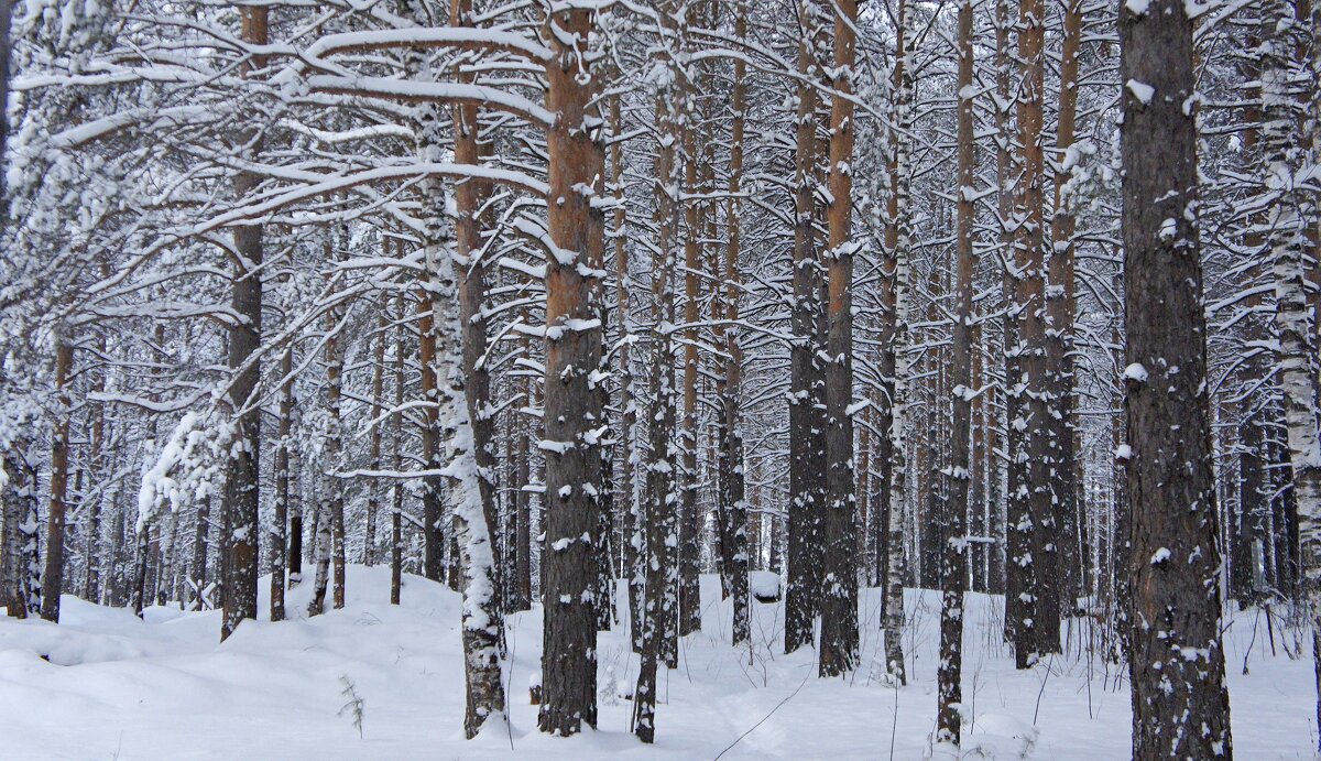 Обожаю прозрачный зимний сосновый лес! - Зинаида Каширина