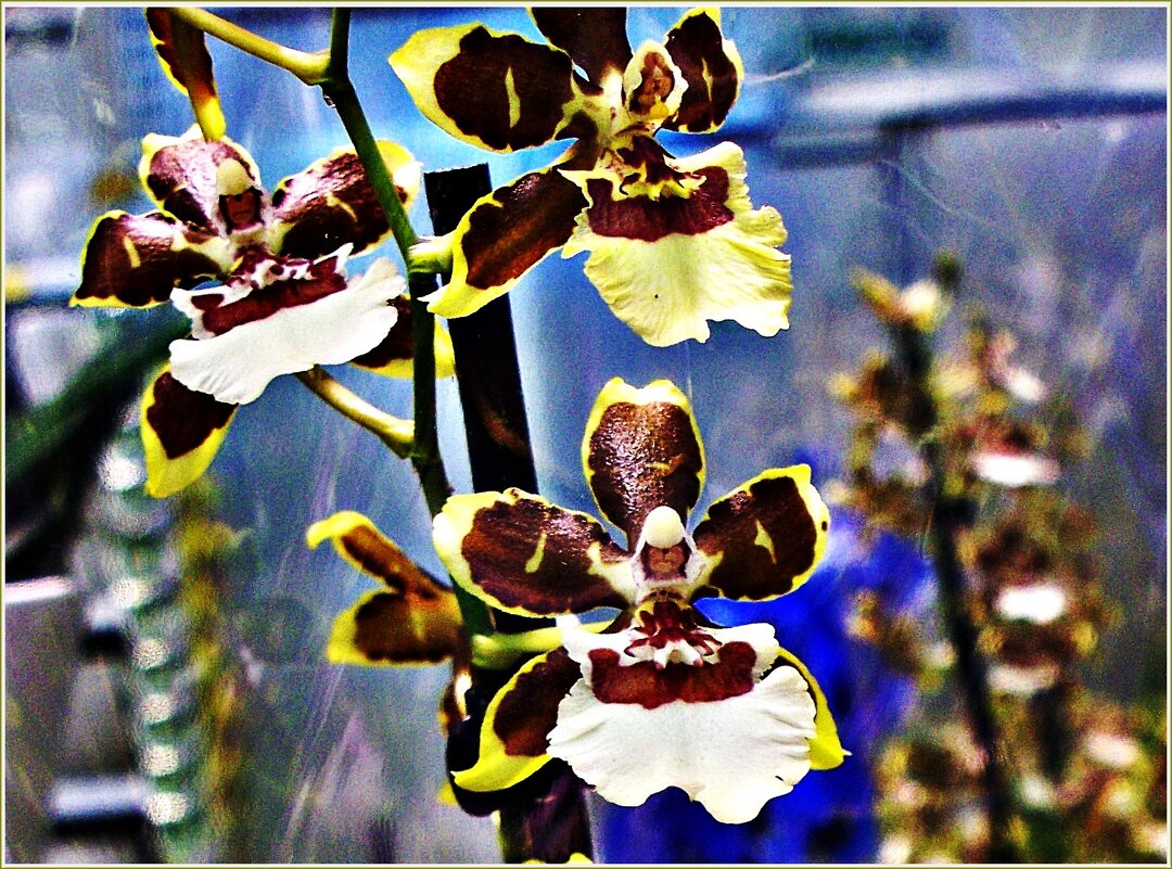 Орхидеи. - Валерия Комова