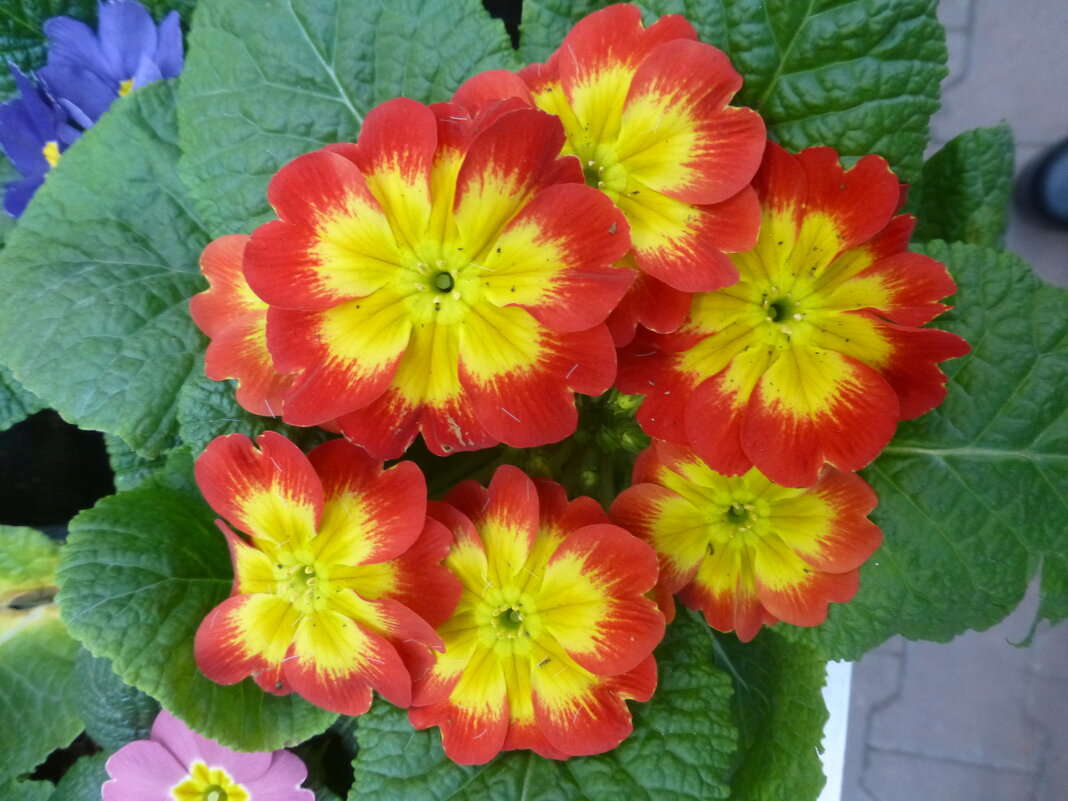 Цветы из OBI - Наиля 