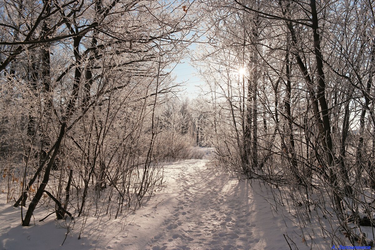 Однажды в студёную зимнюю пору я из леса вышел... - Андрей Заломленков