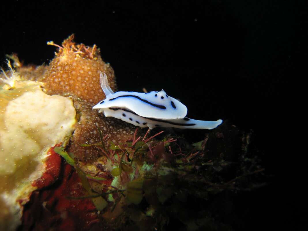 голожаберный моллюск - alex 