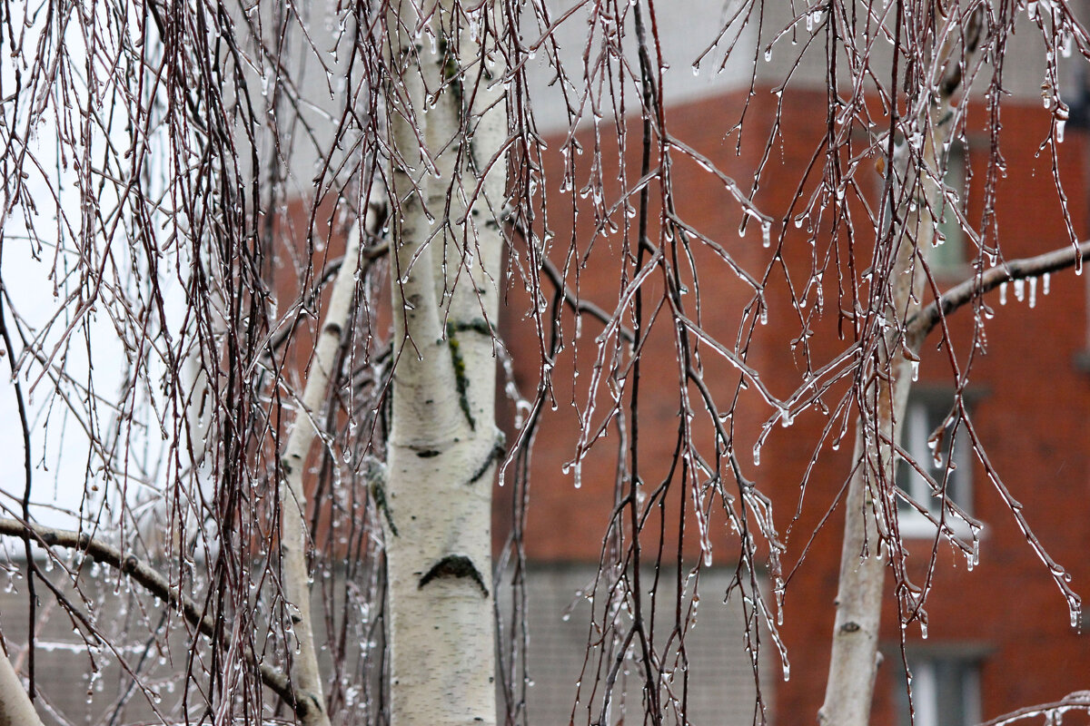 Ледяной дождь 24 декабря - Ната Волга