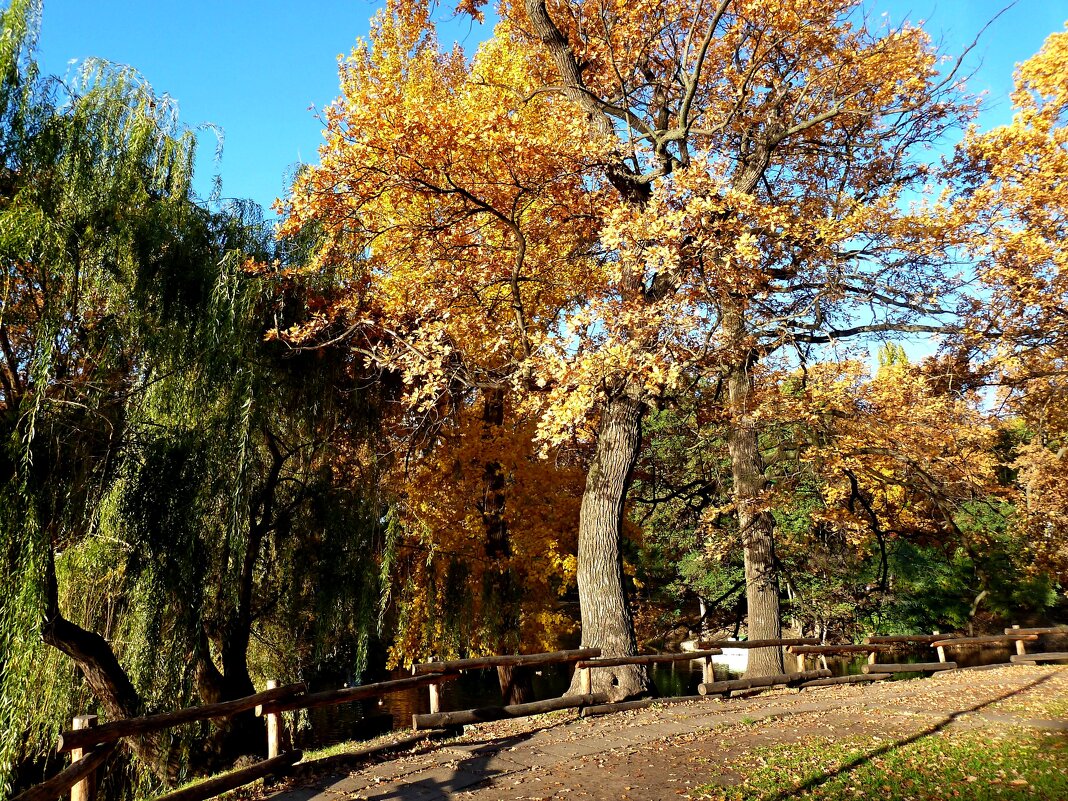 Осенние дубы и ивы у пруда в парке... - Лидия Бараблина