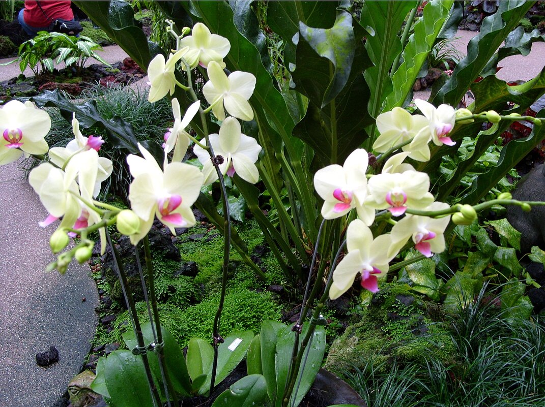 Сад орхидей в Сингапуре. - Ольга Довженко