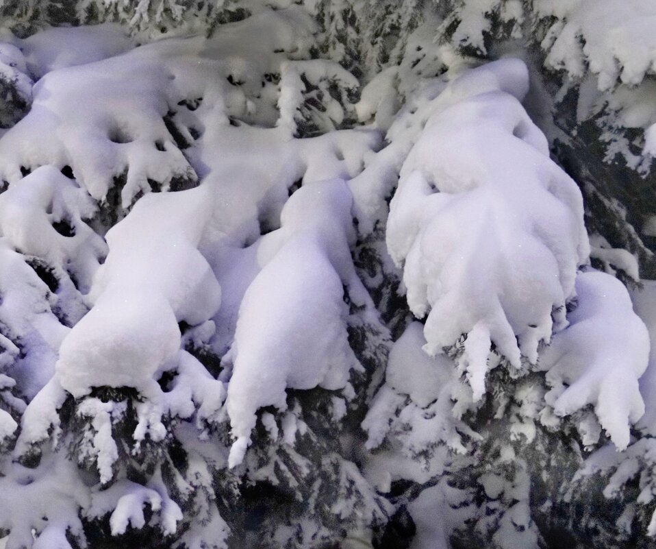 Снег на ветвях - Николай 