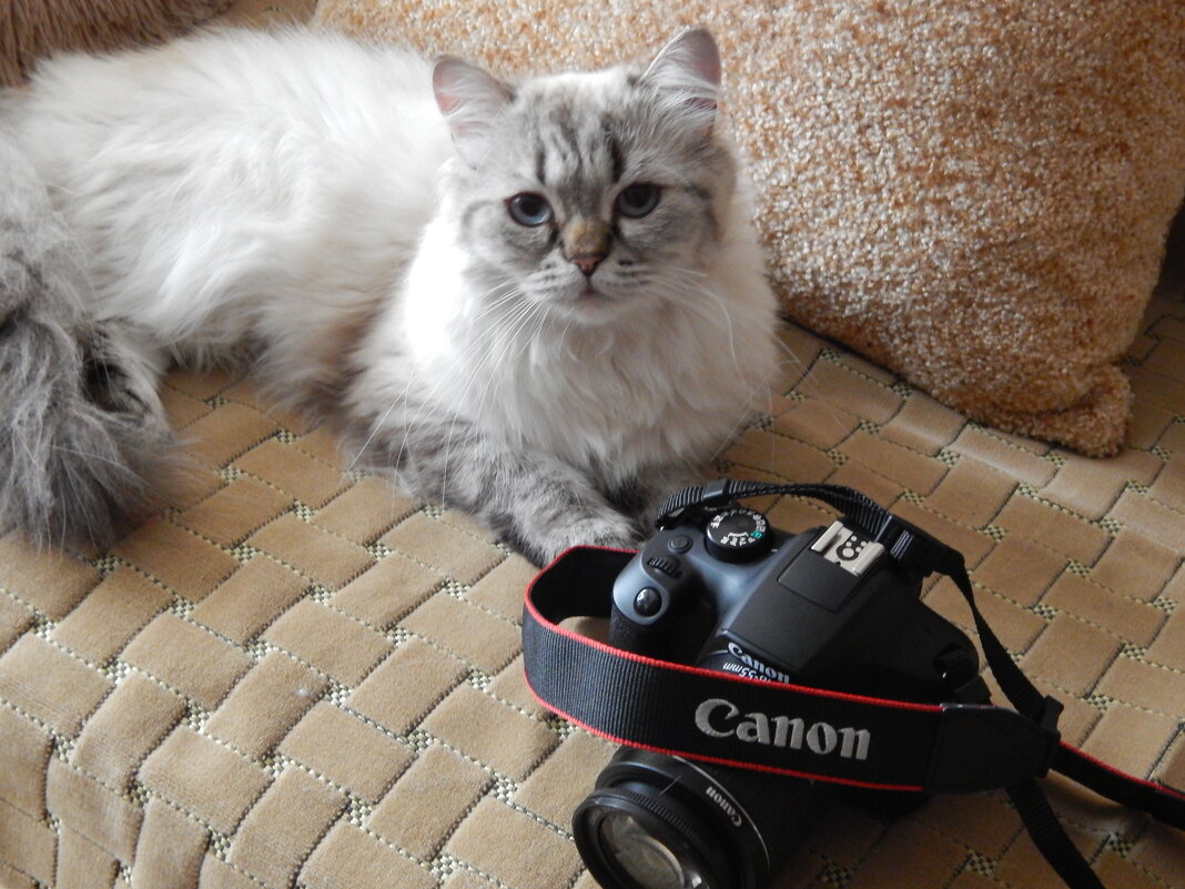 Кот старый...фотик новый...нет..кот молодой. - Ольга Митрофанова