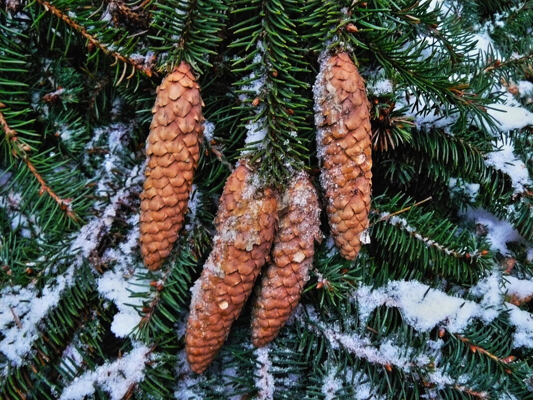 Запахи новогоднего леса - олег свирский 