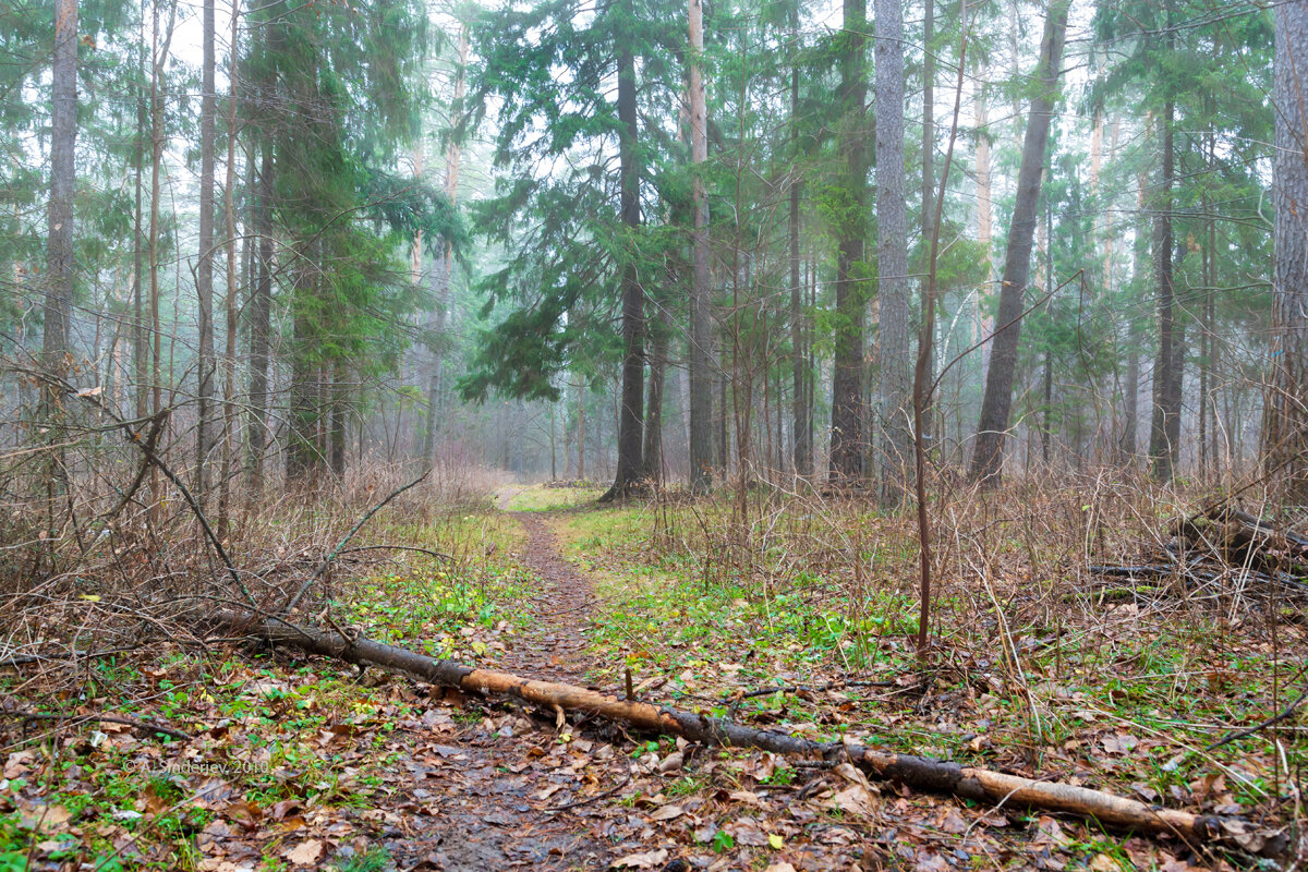 В туманном лесу - Александр Синдерёв