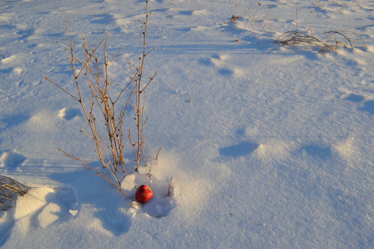 На снегу лежало яблочко...Для любимой... - Георгиевич 