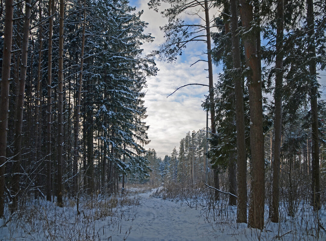 Зимний лес - Нина Синица