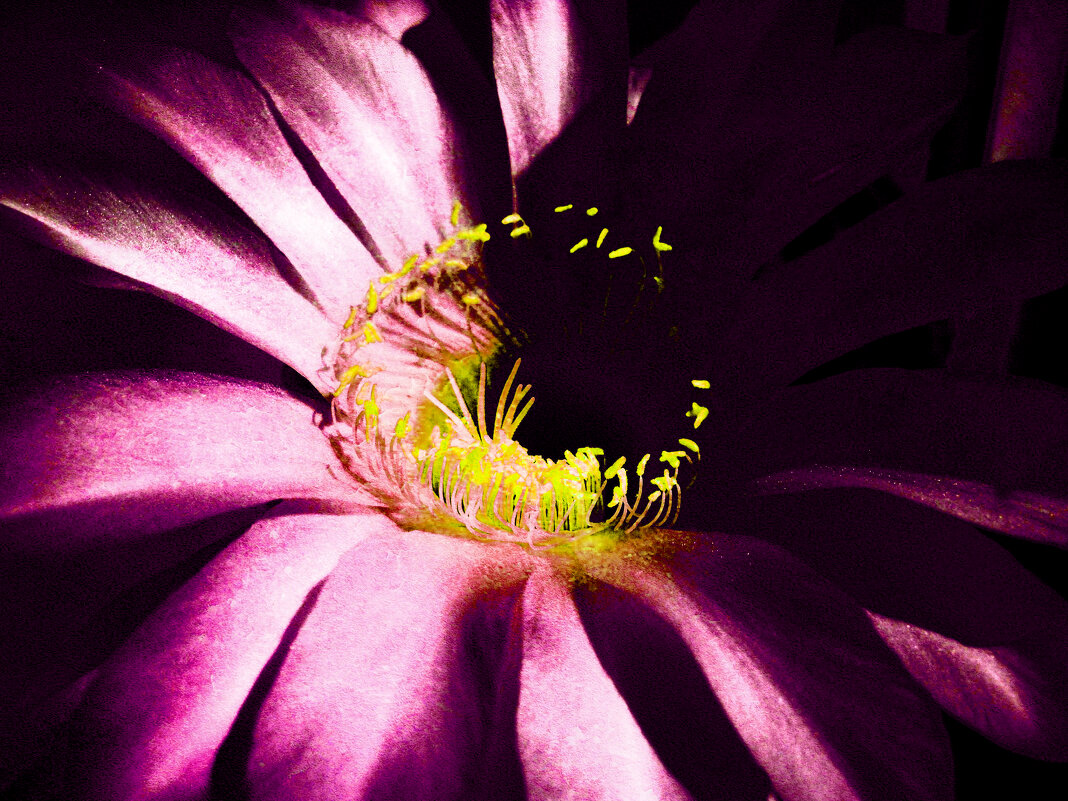 Цветок Кактуса - Victoria 