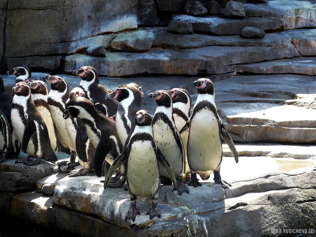 Пингвины - Nina Yudicheva