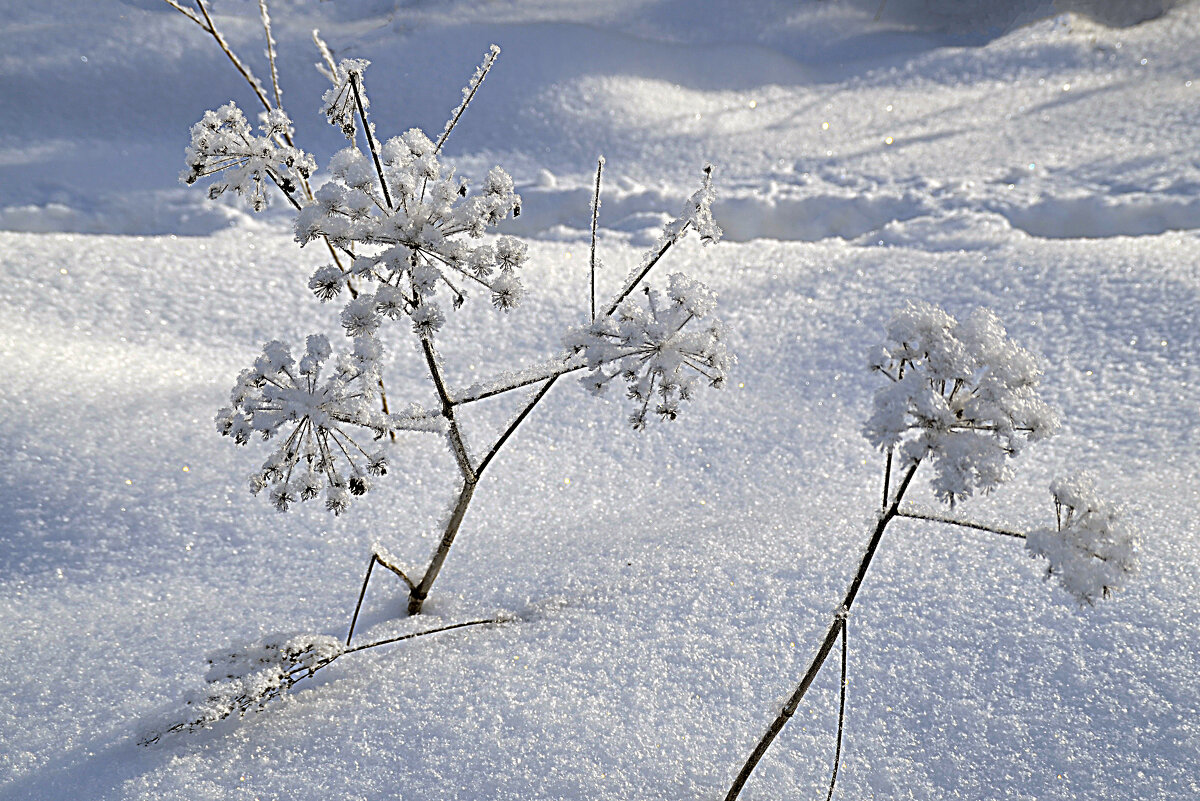 Снежные цветы - Нина Синица